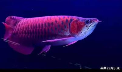 龍魚虎魚水溫多少度最好養(龍魚水溫度多少最佳) 龍魚虎魚水溫多少度最好養(龍魚水溫度多少最佳) 虎魚百科 第1張
