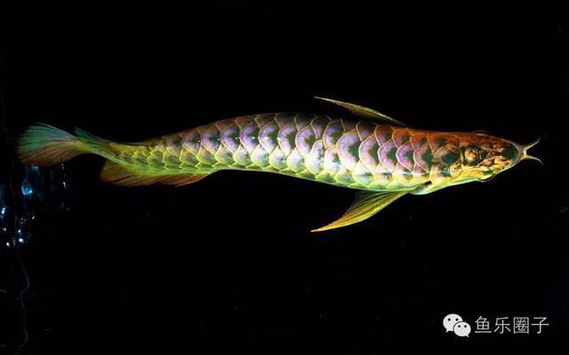 大型南美魚缸：南美魚缸造景技巧