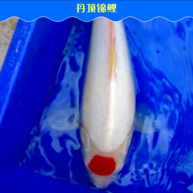 不用魚(yú)缸怎么辦：如何處理閑置的魚(yú)缸？