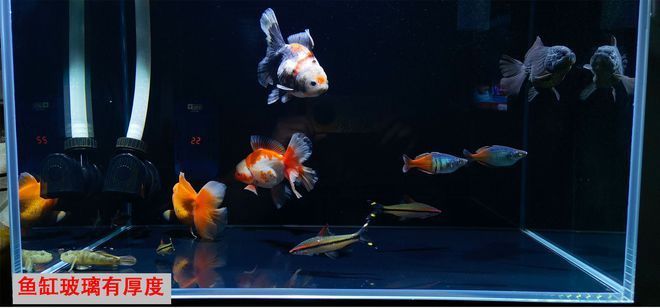 魚缸養魚是否必須要打氧泵？