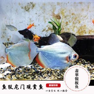 龍魚成長期