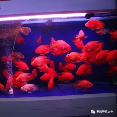 魚缸養(yǎng)蝦虎魚喂什么(蝦虎魚放魚缸會(huì)吃小魚嗎) 魚缸養(yǎng)蝦虎魚喂什么(蝦虎魚放魚缸會(huì)吃小魚嗎) 虎魚百科 第2張