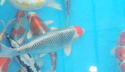 地虎魚喂龍魚(地虎魚喂龍魚可以嗎)