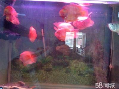 魚缸氧氣泵壞了怎么修理視頻(魚缸打氧泵維修)