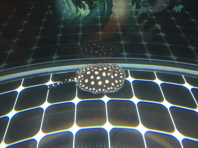 銀龍魚用什么顏色的背景帖紙畫(養龍魚貼什么顏色的背景)