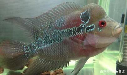 100升水的魚缸多大容量:100升水的魚缸多大容量來計算方法是以升為單位來計算的 魚缸百科 第1張 100升水的魚缸多大容量:100升水的魚缸多大容量來計算方法是以升為單位來計算的 100升水的魚缸多大容量:100升水的魚缸多大容量來計算方法是以升為單位來計算的 魚缸百科 第1張