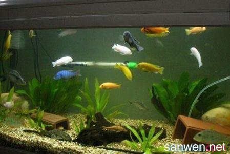 銀龍魚尾巴彎曲是什么原因(銀龍魚尾巴翹起來是什么癥狀)