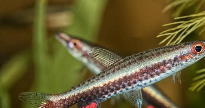 金龍魚和銀龍魚可以混養嗎