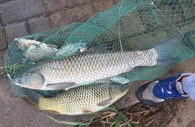 拆解魚缸水泵：拆解魚缸水泵的基本步驟和注意事項(xiàng)