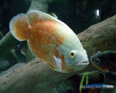 魚缸突然不過濾了什么原因呢(魚缸突然不過濾了怎么辦)