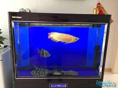 銀龍魚吃海蝦嗎(銀龍能吃海蝦嗎)