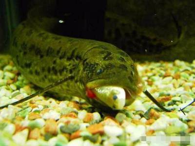 魚缸布景的技巧：水草造景的藝術(shù)哲學(xué)