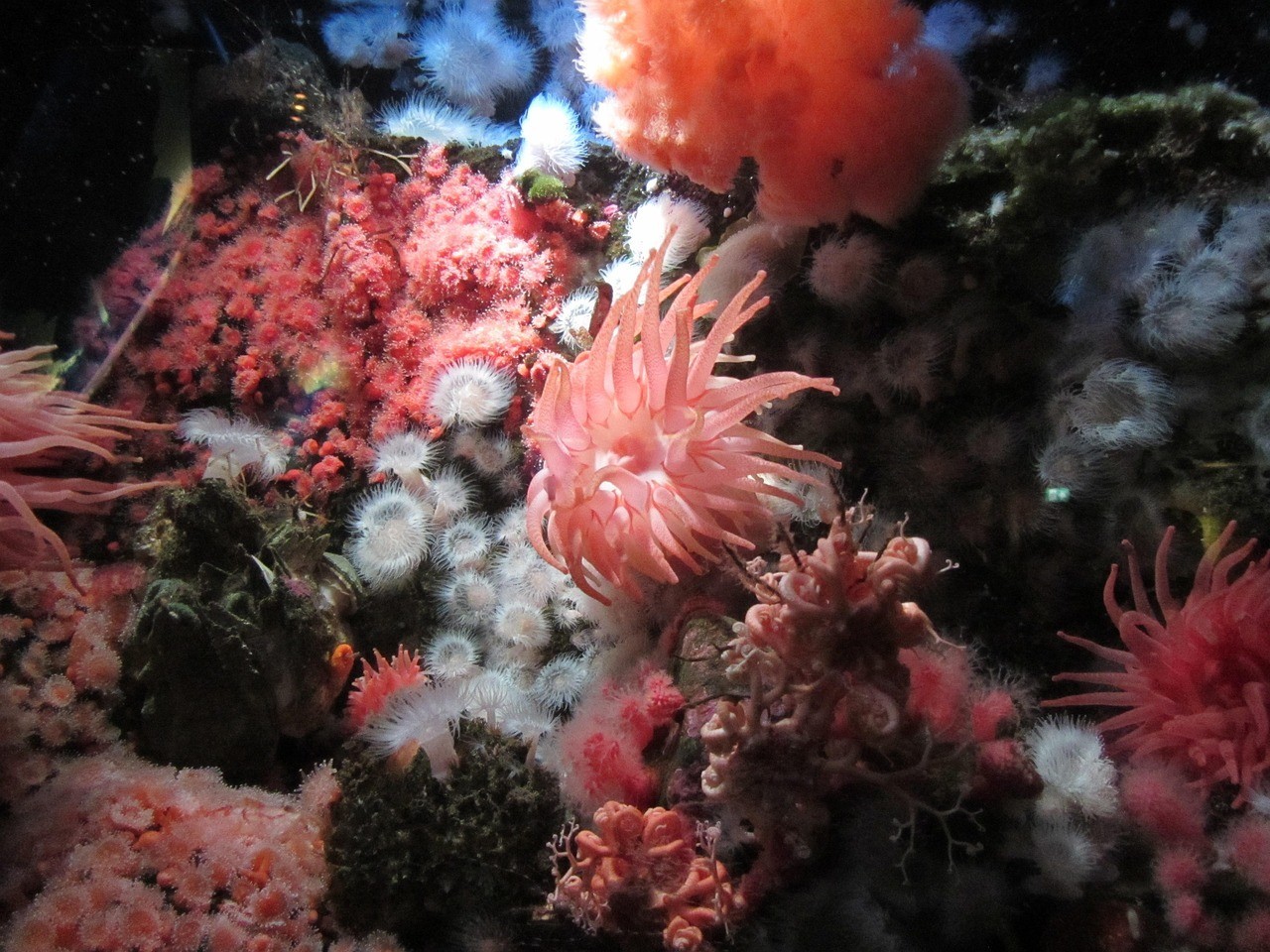 水族館加盟找祥龍魚場(chǎng)多少錢一個(gè)月（水族觀賞魚店加盟）
