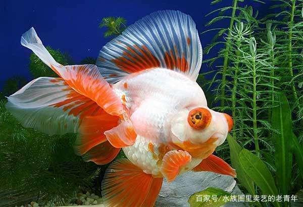 魚缸能放在陽臺(tái)上養(yǎng)么（陽臺(tái)上能養(yǎng)魚嗎）