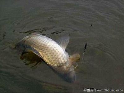 虎魚和龍魚哪個好養皮實的 虎魚和龍魚哪個好養皮實的 龍魚百科 第1張