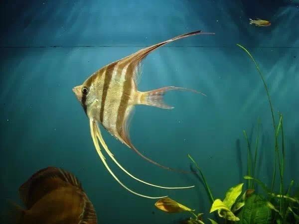 怎么養紅龍魚：養殖紅龍魚需要準備合適的魚缸、適宜的水質和適宜的水質和適宜的飼養環境