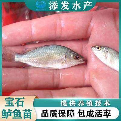 紅龍魚價格多少錢一只圖片(紅龍魚價格多少錢一條)