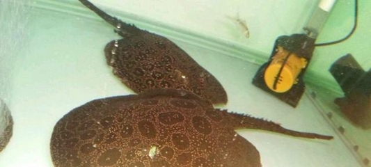 龍魚不吃小魚苗怎么辦呀