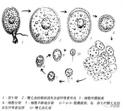 豬鼻龜保護級別是什么意思啊圖片(豬鼻龜那一年開始被保護)