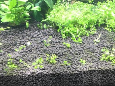 銀龍魚成體多大(銀龍魚成體多大)