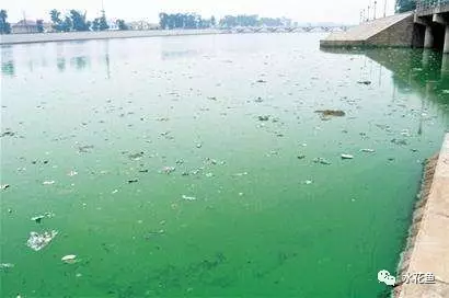 龍魚多少度開始加溫養比較好