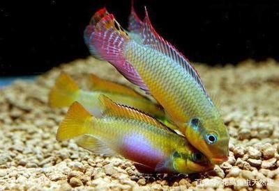 1.2米魚缸養羅漢魚：1.2米的魚缸養羅漢魚可行嗎？