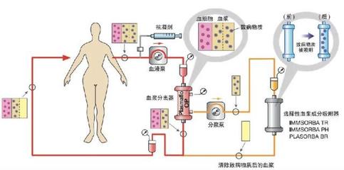豬鼻龜是水龜還是陸龜圖片視頻大全(豬鼻子水龜)