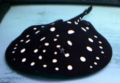 皇冠魟魚翻邊：皇冠魟魚翻邊怎么辦