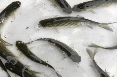 森森480可以養(yǎng)什么魚：森森480魚缸適合養(yǎng)哪些魚