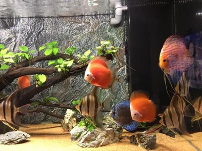 龍魚一直浮在水面一側發紅：龍魚浮在水面一側發紅可能由多種因素引起龍魚的健康