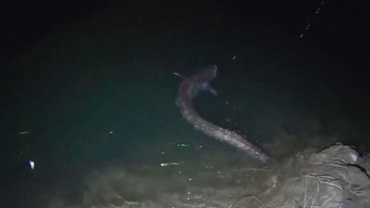 大興賣魚缸的地方在哪兒：大興賣魚缸的地方有哪些？