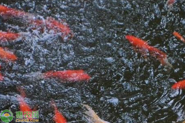 龍魚常見品種飼養技術有哪些 龍魚百科 第2張 龍魚常見品種飼養技術有哪些 龍魚常見品種飼養技術有哪些 龍魚百科 第2張