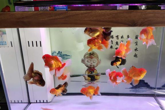 森森的魚食怎么樣:森森魚食在質量、口感、營養(yǎng)價值、口感、營養(yǎng)價值、用戶體驗良好 森森魚缸 第2張 森森的魚食怎么樣:森森魚食在質量、口感、營養(yǎng)價值、口感、營養(yǎng)價值、用戶體驗良好 森森的魚食怎么樣:森森魚食在質量、口感、營養(yǎng)價值、口感、營養(yǎng)價值、用戶體驗良好 森森魚缸 第2張