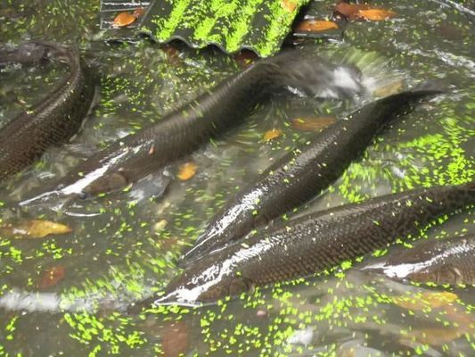澳洲星點龍魚混養虎魚(星點龍魚和虎魚混養)
