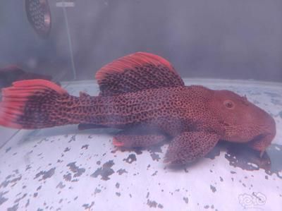 紅龍魚養(yǎng)殖方法和技巧