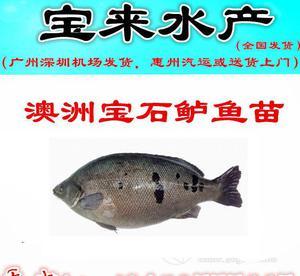 銀龍魚會咬別的魚嗎圖片(銀龍魚會咬人) 銀龍魚百科 第1張 銀龍魚會咬別的魚嗎圖片(銀龍魚會咬人) 銀龍魚會咬別的魚嗎圖片(銀龍魚會咬人) 銀龍魚百科 第1張