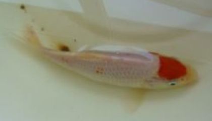 銀龍魚(yú)咬人傷口(銀龍身上被其他魚(yú)咬傷怎么辦)