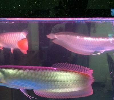 紅龍魚值錢嗎