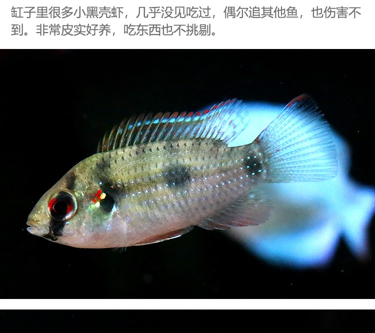 mheng魚缸怎么安裝：名亨魚缸安裝方法