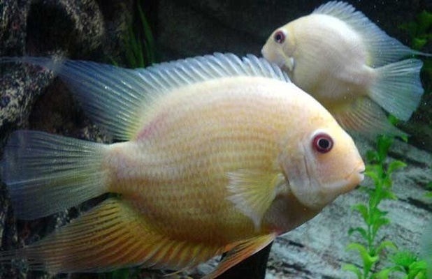 金魚(yú)身上長(zhǎng)黑斑是怎么回事，金魚(yú)身上長(zhǎng)黑斑怎么回事