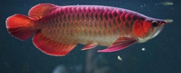 多大魚缸能養錦鯉：養殖錦鯉的注意事項