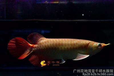 紅龍魚證書哪里能做？：如何辨別紅龍魚證書真偽紅龍魚證書內容詳解