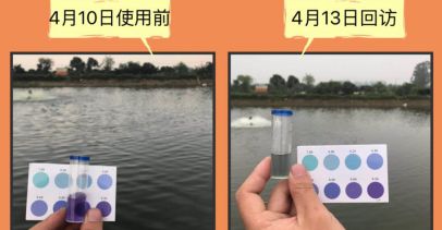 藍(lán)龍魚和紅龍魚：紅龍魚和紅龍魚的飼養(yǎng)方法需要考慮多個方面的關(guān)鍵點(diǎn)