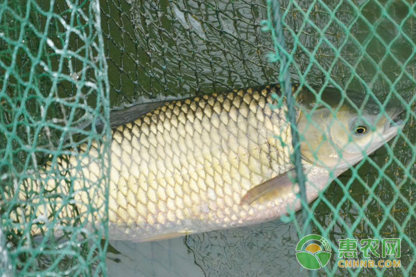 烏魯木齊市附近有二手魚缸出售嗎電話(烏魯木齊58同城二手魚缸買賣網(wǎng))