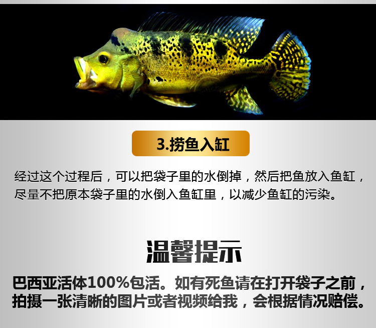龍魚原產地是哪里(龍魚在原產地很便宜嗎)