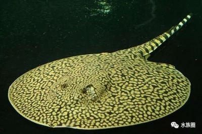 北京魚缸(北京魚缸流域科技有限公司)