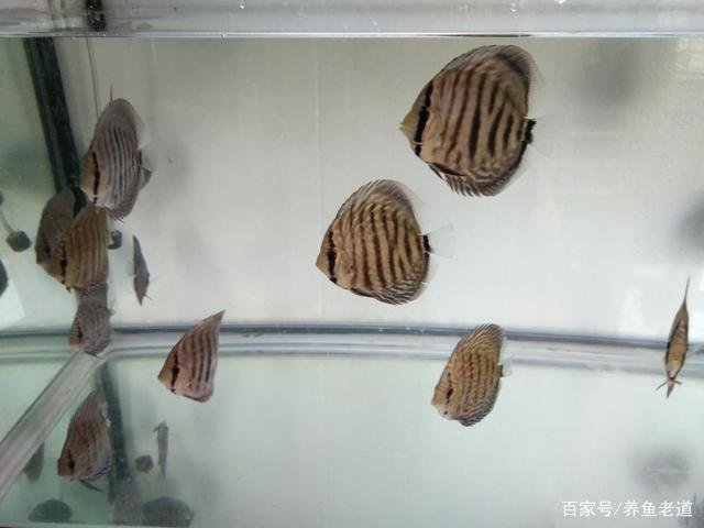 虎魚和龍魚混養溫度多少合適呀視頻(虎魚和龍魚混養溫度多少合適呀視頻講解)