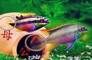 冬天魚缸水渾濁：冬季魚缸水質(zhì)渾濁怎么辦