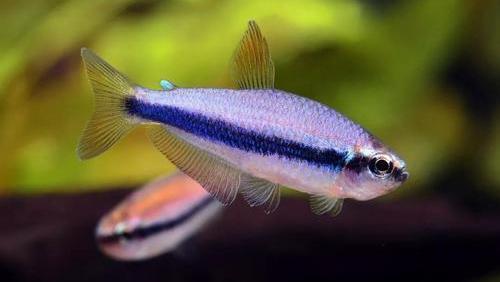 記錄小虎魚苗的成長