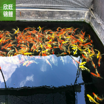 紅龍魚細菌感染怎么治